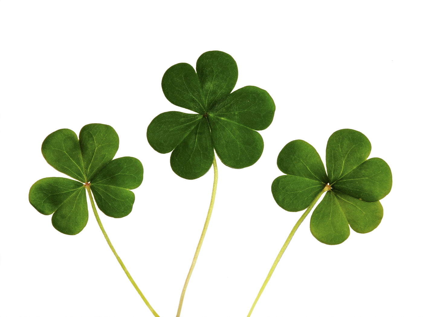 Get To Know Your Ethnicity Get To Know Your Ethnicity Estimates